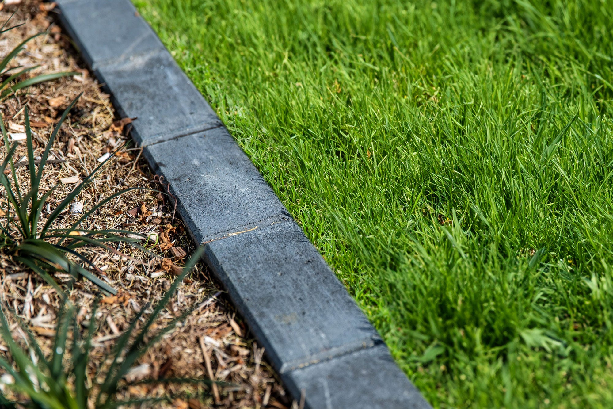 closeup shot of overgrown lawn
