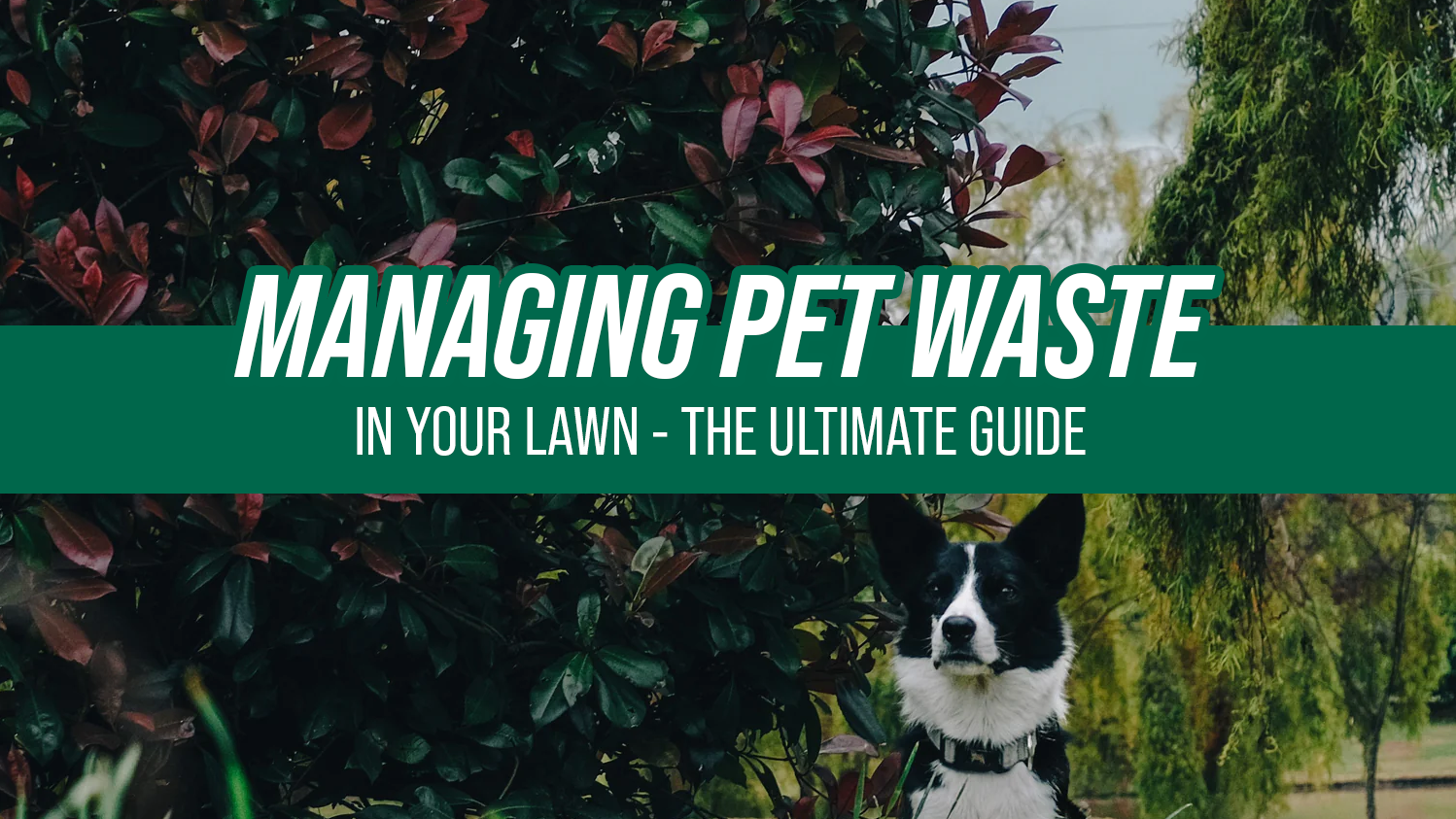 The Ultimate Guide to Managing Pet Waste in Your Lawn
