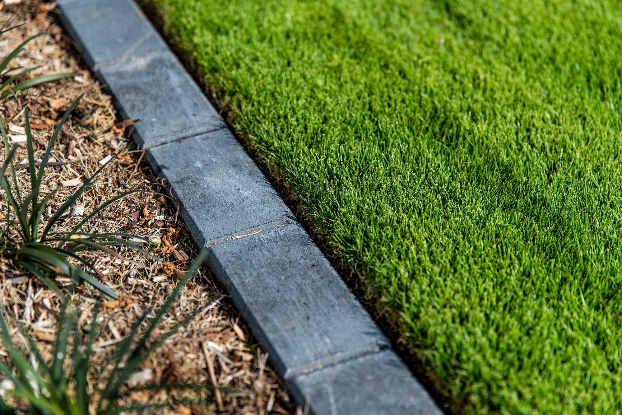 closeup shot of manicured lawn